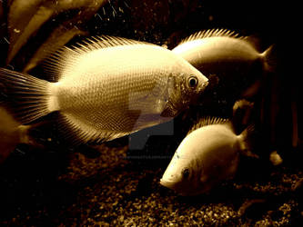 Kissing Gouramis