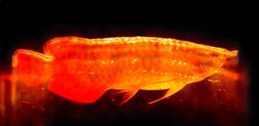 Fire Arowana