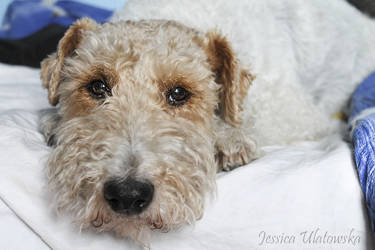 wirehaired foksterier