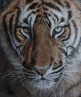 Tiger close up.