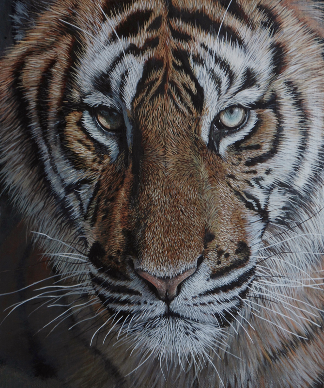 Tiger close up.