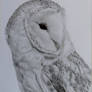 Barn owl