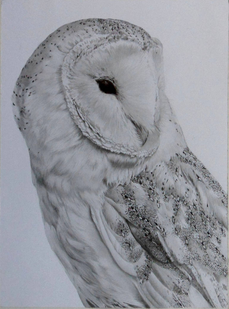 Barn owl