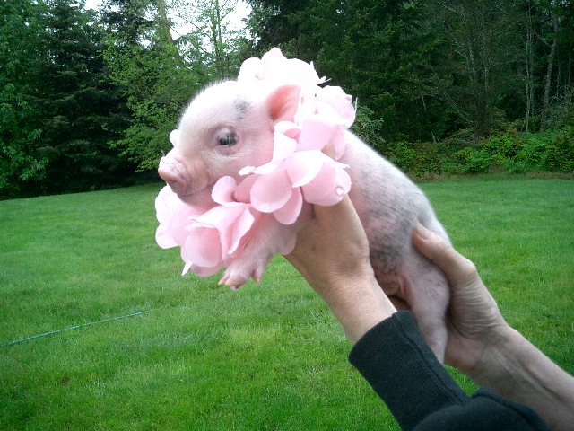 MY NEW PIGLET