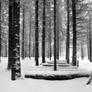Winter In The Burgholz Arboretum
