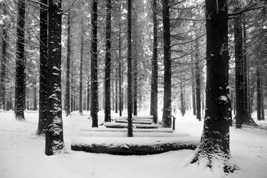 Winter In The Burgholz Arboretum