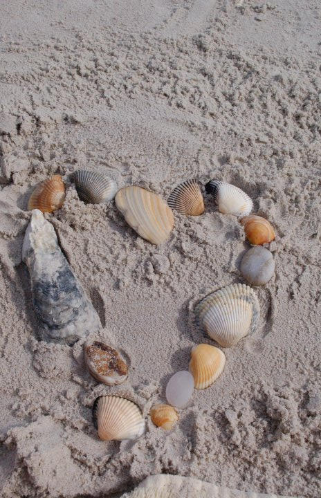 Shell Lover Love Shells by FistfulOfSand on DeviantArt