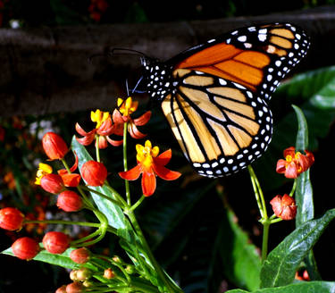 Butterfly Monarca