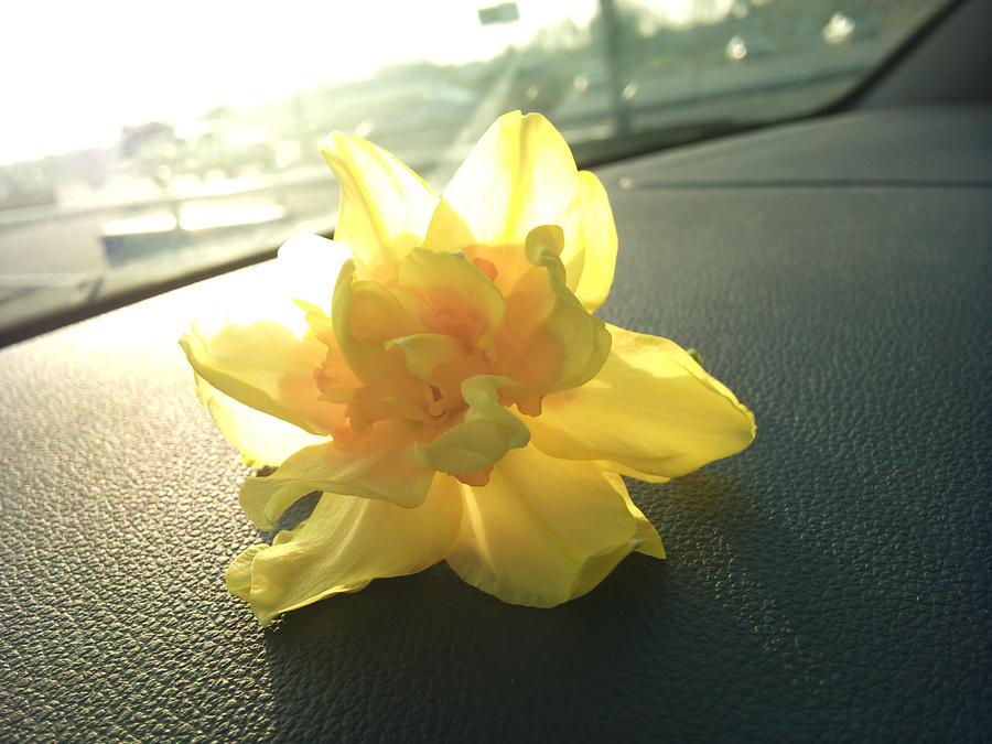 Daffodil