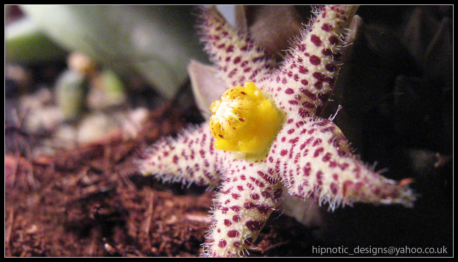 Alien Flower by Dr-Benway