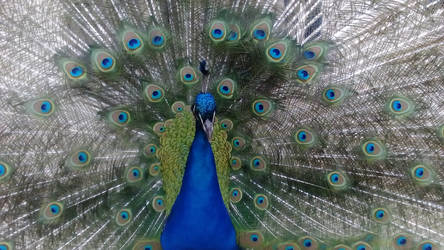 Peacock