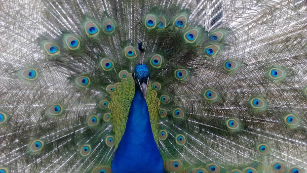 Peacock