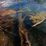 Tree in a Lake