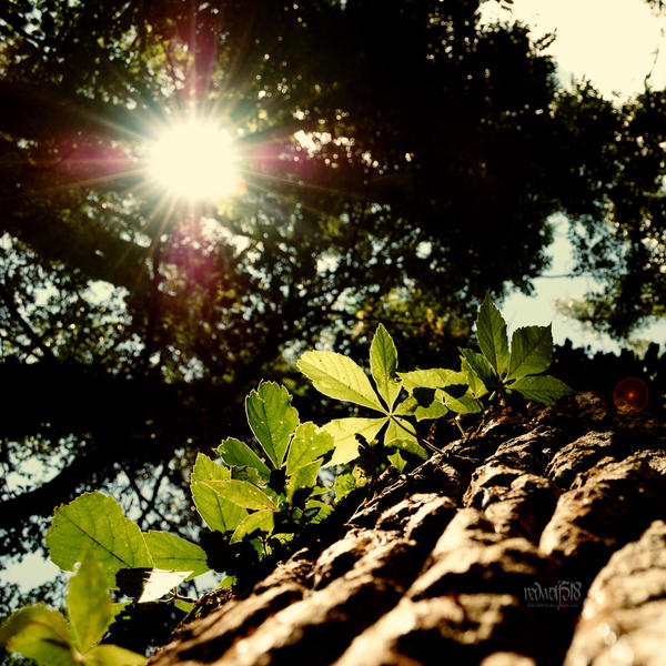 Leaves on a Tree