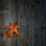 Leaf on Boards