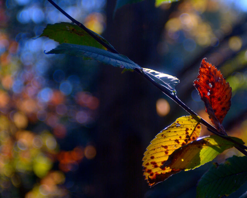 Autumn Color 1