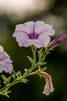 Flowers in the Park