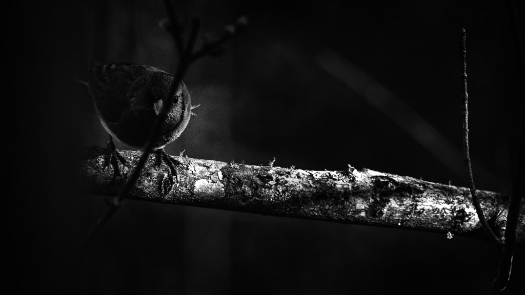 Bird in the Shadows