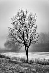 A Tree in Fog