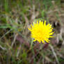 Morning dandelion