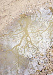 Reflected Tree