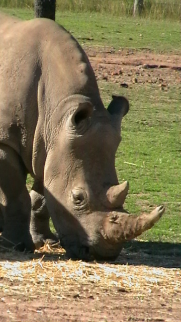 Grazing Rhinoceros