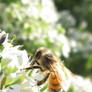 Bee 3