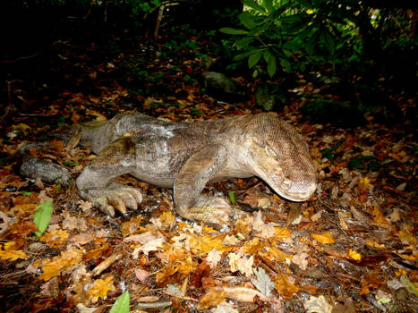 Komodo Dragon