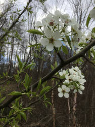Pear Flowers In Spring