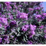 Purple Sage