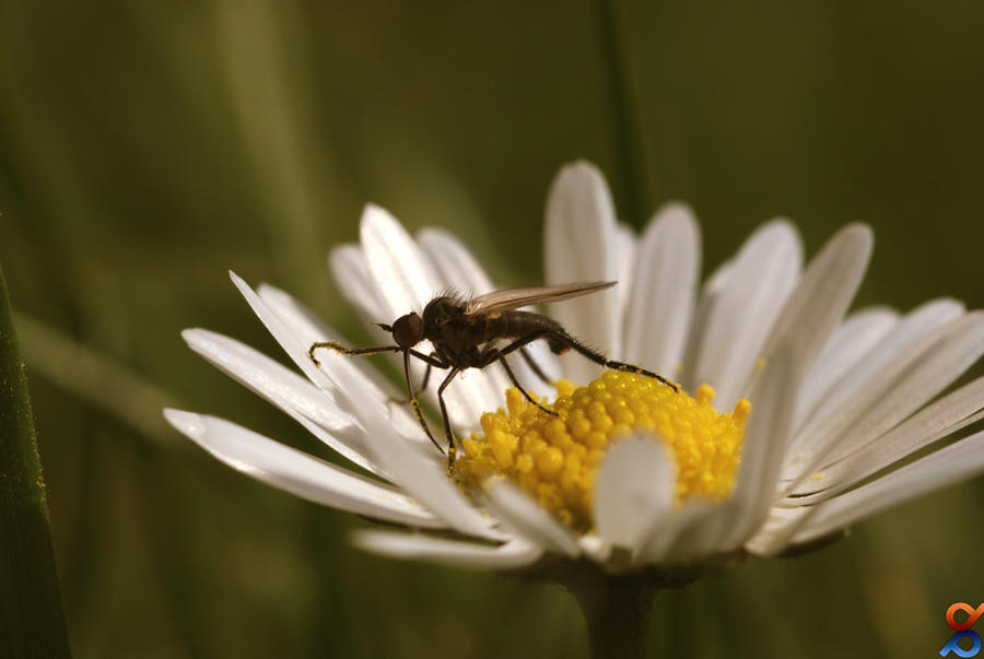 Gadfly on Daisy