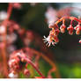 3rd Flower in Garden