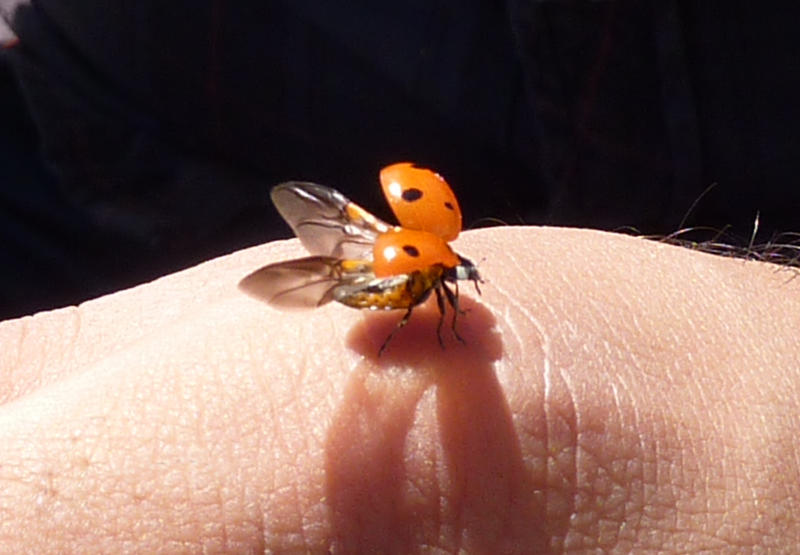 Ladybird Beetle