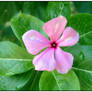 Madagascar Periwinkle