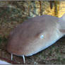 Nurse Shark