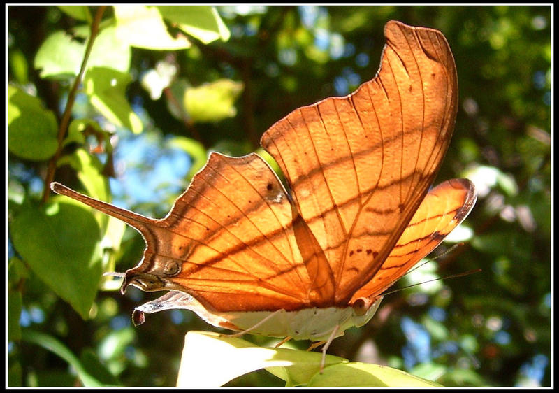 Ruddy Daggerwing 3