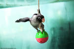 Papao swinging like Tarzan by emmil
