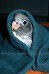 A jedi lovebird by emmil