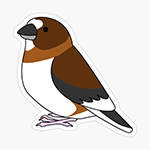 Click here to buy this Society finch cartoon drawing Sticker! Society finch cartoon drawing Sticker
