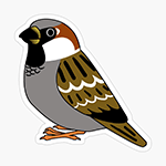 Click here to buy this Cute fluffy house sparrow cartoon drawing Sticker! Cute fluffy house sparrow cartoon drawing Sticker