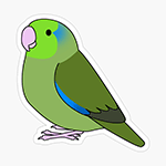 Cute fluffy wild green pacific parrotlet cartoon drawing Sticker