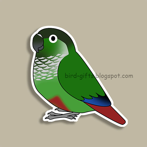 Cute fluffy normal green-cheeked conure parrot cartoon drawing Magnet