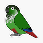 Cute fluffy normal green-cheeked conure parrot cartoon drawing Sticker