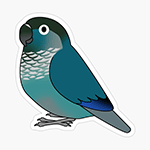 Cute fluffy blue green-cheeked conure parrot cartoon drawing Sticker
