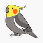 Cute fluffy normal grey cockatiel parrot cartoon drawing Sticker