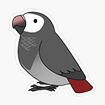 Cute fluffy timneh african grey parrot cartoon drawing Sticker