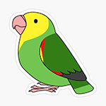 Cute fluffy double yellow-headed amazon parrot cartoon drawing Sticker