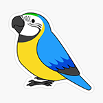 Cute fluffy blue and gold macaw parrot cartoon drawing Sticker