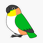Cute fluffy black-headed caique parrot cartoon drawing Sticker