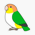 Cute fluffy white-bellied caique parrot cartoon drawing Sticker